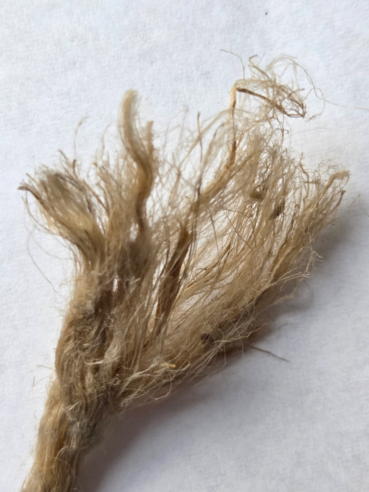Frayed rope end showing coarse hemp fibres