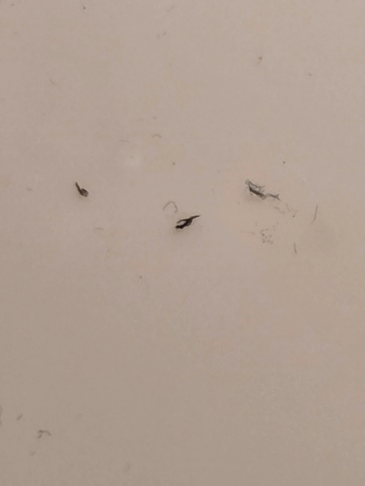 Macro of the burnt thread showing friable ash residue